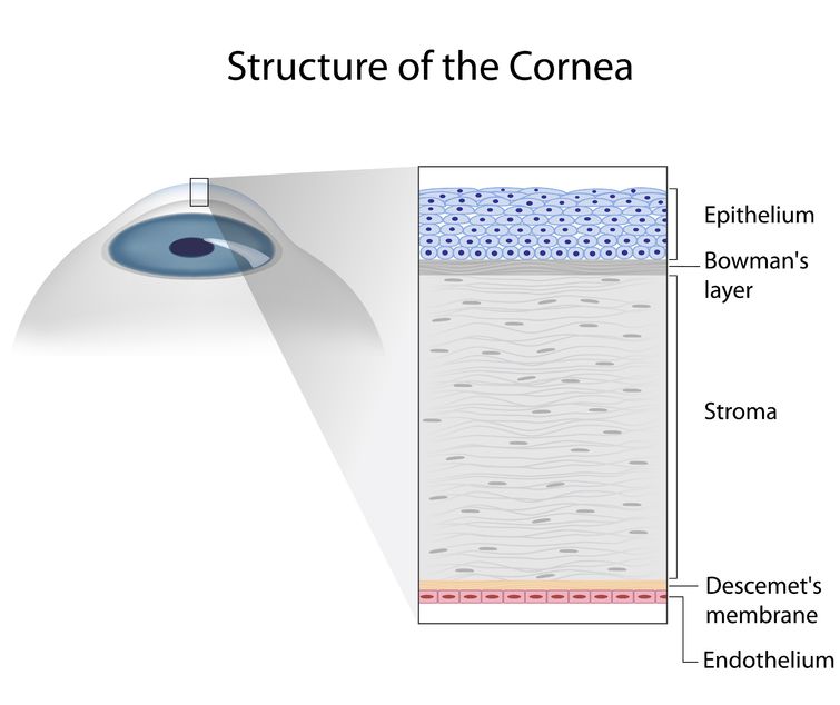 Structure of the cornea image